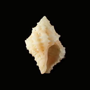 Coralliophila curta