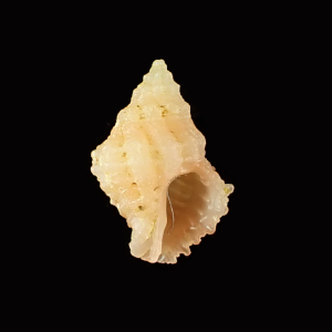 Coralliophila curta