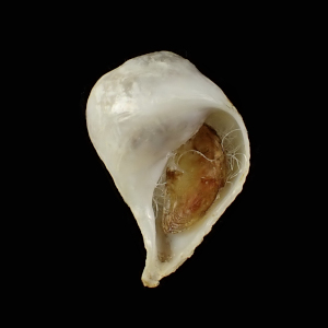 Magilus ellipticus