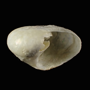 Magilus expolitus