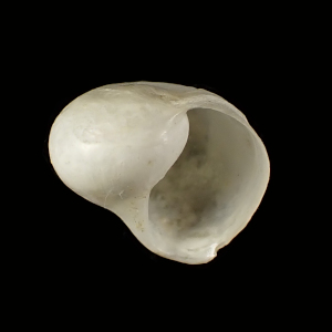 Magilus expolitus