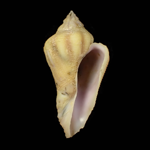 Coralliophila elvirae