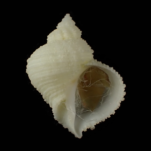 Coralliophila erosa