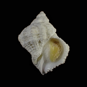 Coralliophila erosa