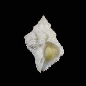 Coralliophila erosa