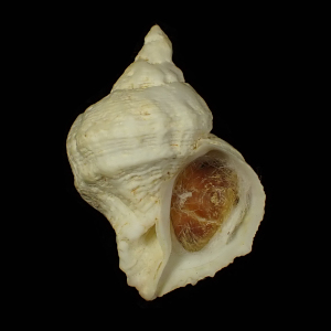 Coralliophila erosa
