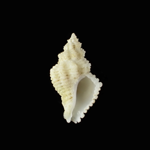 Coralliophila carnosa