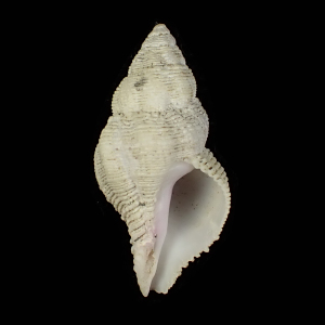 Coralliophila fragosa