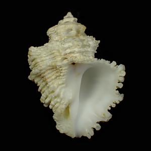 Coralliophila galea