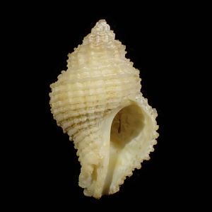 Coralliophila kraemmeri