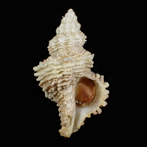 Coralliophila jeffreysi