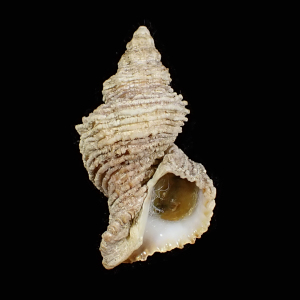 Coralliophila jeffreysi