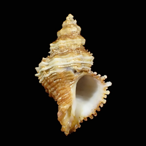Coralliophila jeffreysi