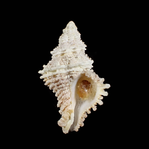 Coralliophila jeffreysi