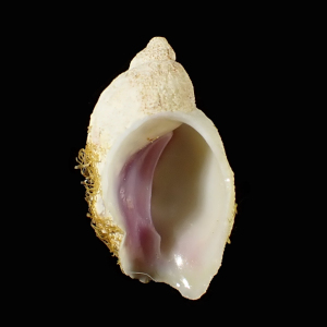 Coralliophila madreporara