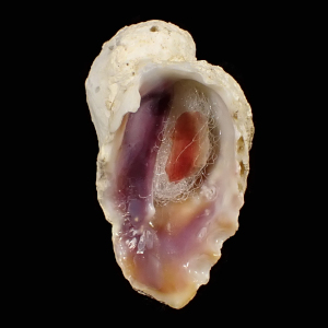 Coralliophila madreporara