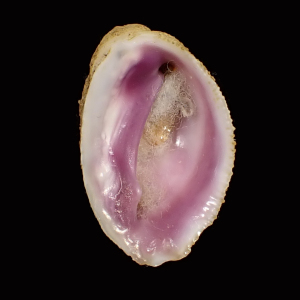 Coralliophila madreporara