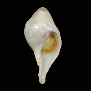 Magilus lamarckii