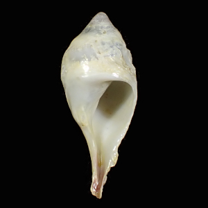 Magilus lamarckii