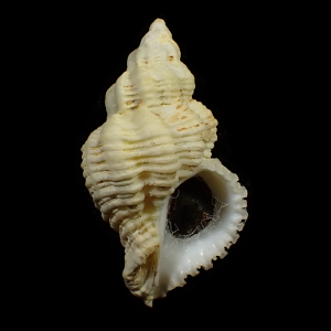 Coralliophila meyendorffi