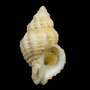Coralliophila meyendorffi