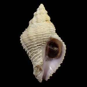 Coralliophila mira