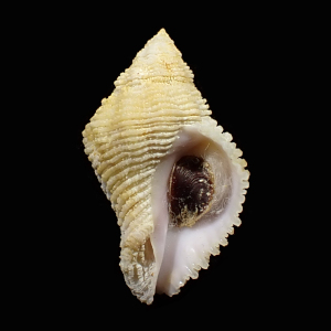 Coralliophila mira