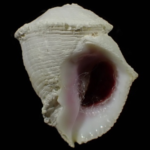 Coralliophila neritoidea