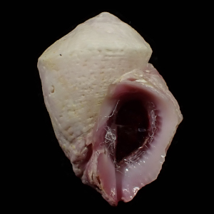 Coralliophila neritoidea