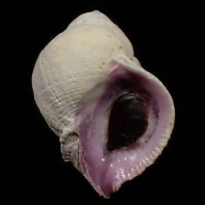 Coralliophila neritoidea