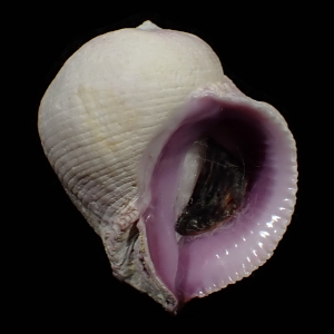 Coralliophila neritoidea