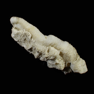 Magilus antiquus