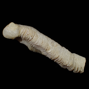 Magilus antiquus