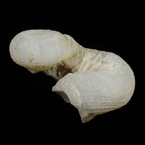 Magilus antiquus
