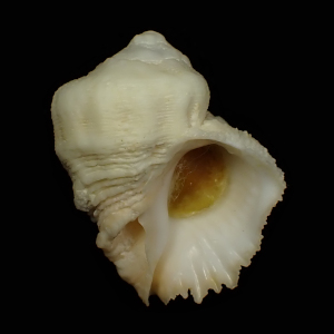 Coralliophila galea