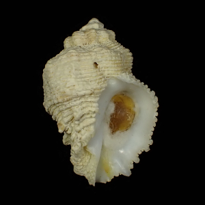 Coralliophila galea