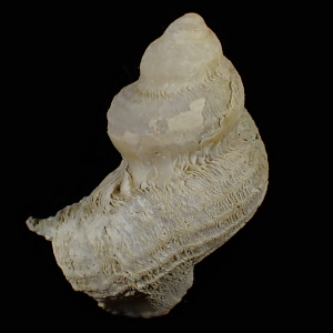 Magilus antiquus