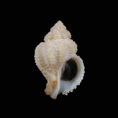 Coralliophila trigoi