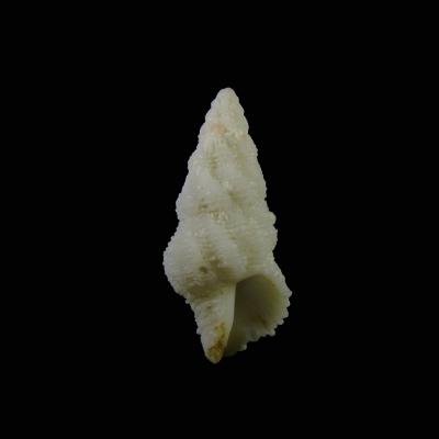 Coralliophila turrita