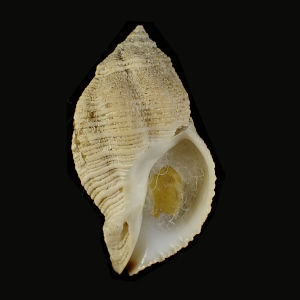 Ocinebrina adansonii