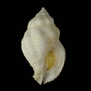 Ocinebrina adansonii