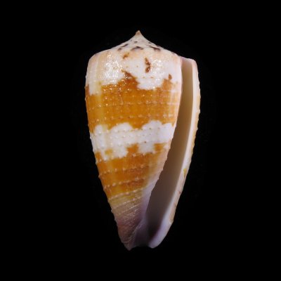 Conus circumactus